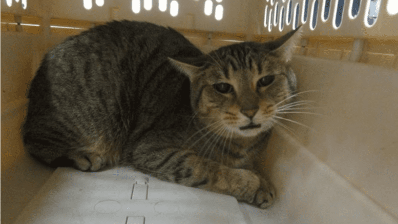 A tabby cat inside a cream white cage
