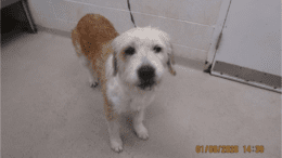 A brown/wheaten terrier with a blue leash, looking at the camera