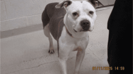 A brindle/white American pit bull terrier looking sad