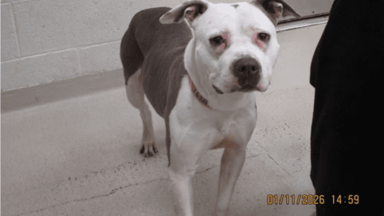 A brindle/white American pit bull terrier looking sad