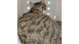 A tabby/white cat loafed inside a cage