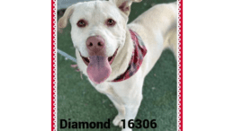 A white labrador retriever looking happy with tongue's out