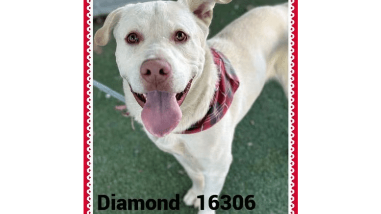 A white labrador retriever looking happy with tongue's out