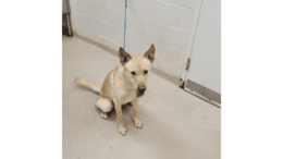 A yellow labrador retriever with a blue leash