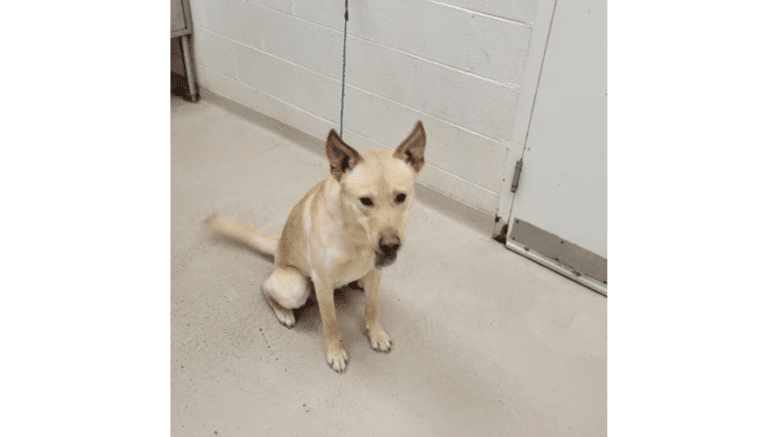 A yellow labrador retriever with a blue leash