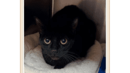 A black cat loafed inside a cage