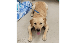 A gold labrador retriever low to the ground with tongue's out