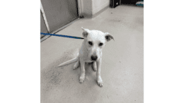 A white labrador retriever sitting with a blue leash