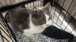 A grey/white cat inside a cage