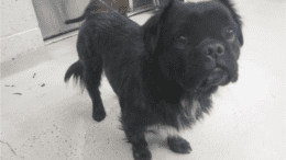 A black Pekingese with a blue leash