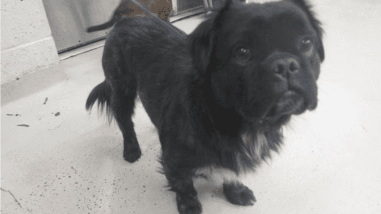A black Pekingese with a blue leash