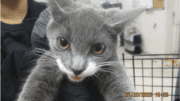A grey/white kitten held by someone behind