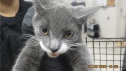 A grey/white kitten held by someone behind