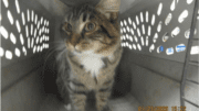 A tabby/white cat standing inside a cage