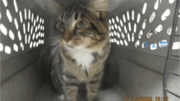 A tabby/white cat standing inside a cage