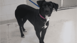 A black labrador retriever looking up ahead