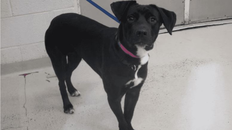 A black labrador retriever looking up ahead