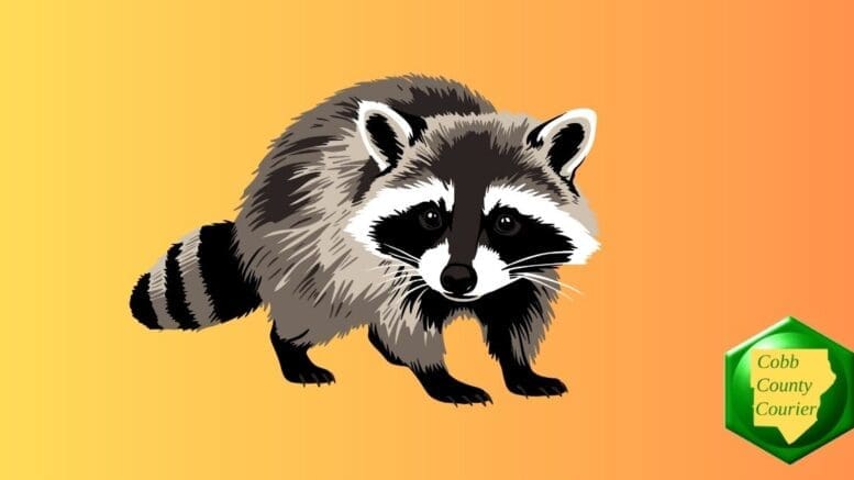 a raccoon