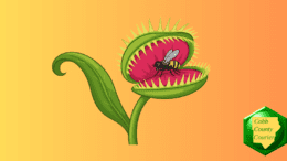 Drawing of a Venus Flytrap