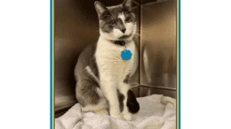 A grey/white cat sitting inside a cage