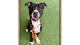 A black/white American pit bull terrier looking shocked