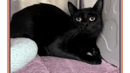 A black cat loafed inside a cage with pink cloth underneath