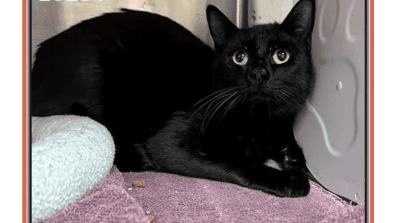 A black cat loafed inside a cage with pink cloth underneath