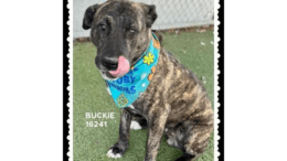 A brindle shepherd with a blue scarf