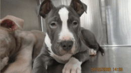 A grey/white American pit bull terrier loafed beside another dog
