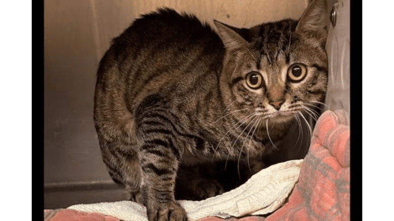 A tabby cat inside a cage, looking scared