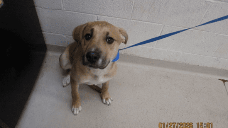 A tri-color hound with a blue leash