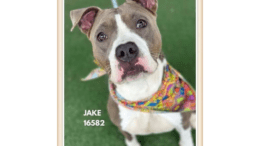 A grey/white American pit bull terrier looking at the camera