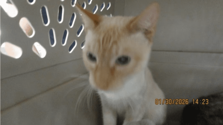 A flame point cat sitting inside a cage