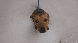 A tan/white Jack Russell terrier with a blue leash