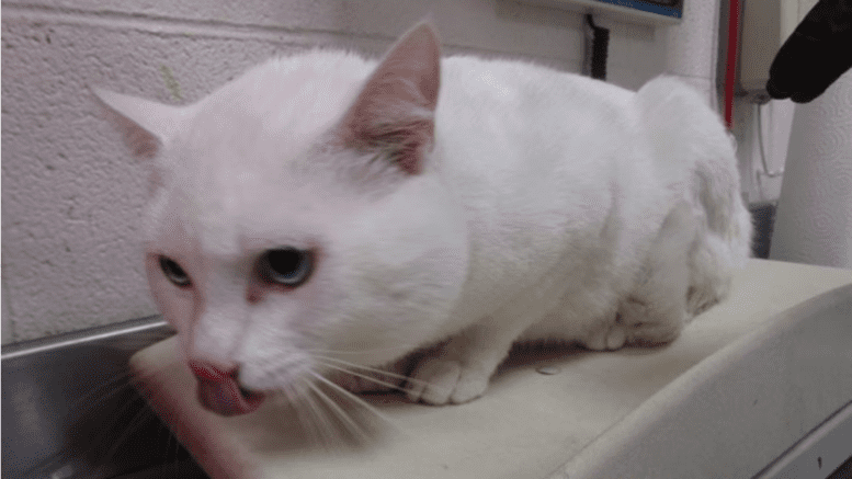 A white cat sitting on a white table