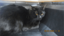 A black cat loafed inside a cage