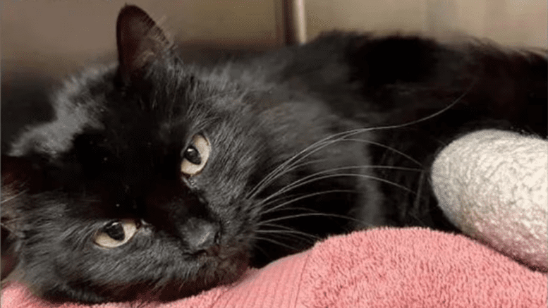 A black cat loafed inside a cage with a pink cloth