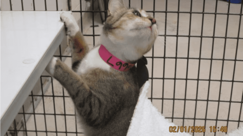 A tabby/calico cat standing and holding on a table