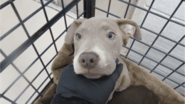 A grey/white American pit bull terrier inside a cage, held by someone