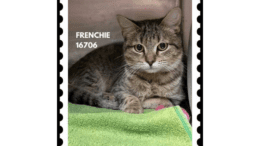 A tabby/white cat sitting inside a cage with a green cloth