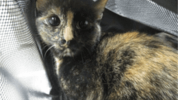 A tortoiseshell cat looking at the camera