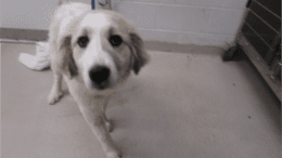 A white Great Pyrenees looking at the camera