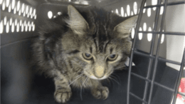 A tabby cat sitting inside a cage