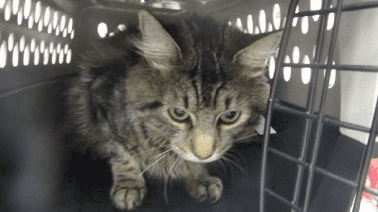 A tabby cat sitting inside a cage