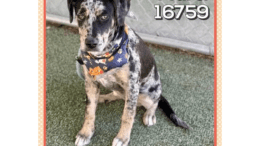 A merle Catahoula leopard dog with a colorful scarf