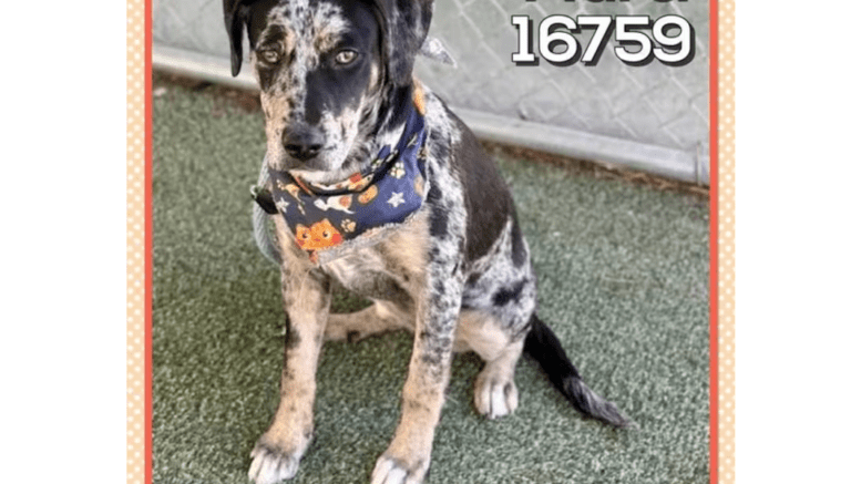 A merle Catahoula leopard dog with a colorful scarf