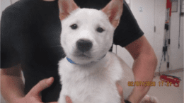 A blonde Shiba Inu held by someone behind