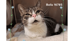 A tabby/white cat sitting inside a cage with fangs out
