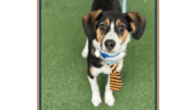 A tri-color beagle with a yellow/black necktie