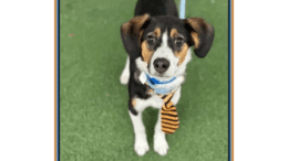 A tri-color beagle with a yellow/black necktie